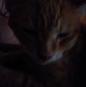 Meet your Posher, George